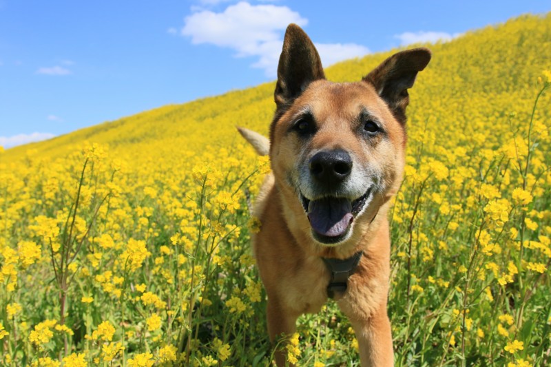 f:id:mamimami_LA:20170324110615j:plain