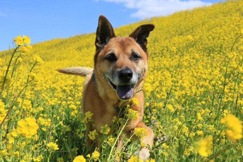 f:id:mamimami_LA:20170324110709j:plain