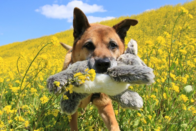 f:id:mamimami_LA:20170324110742j:plain