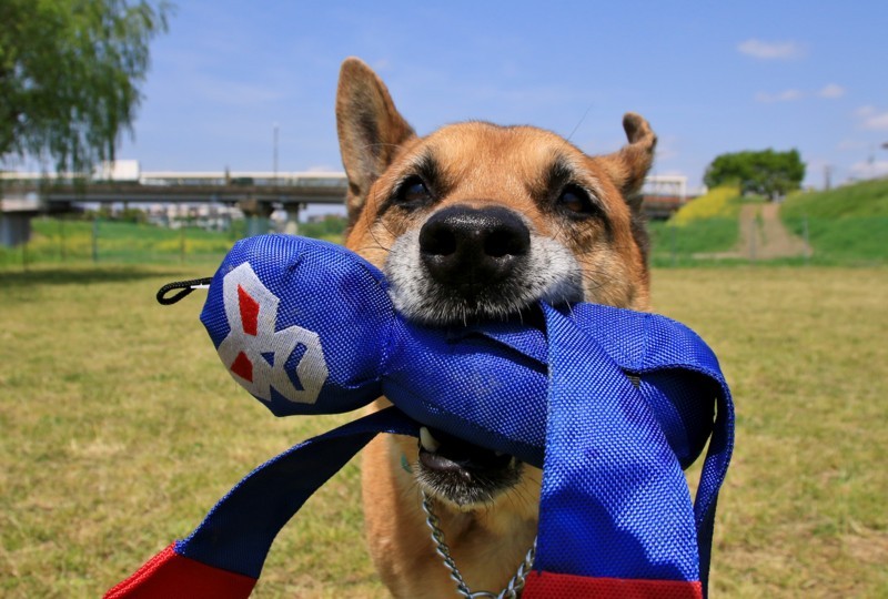 f:id:mamimami_LA:20170425101633j:plain