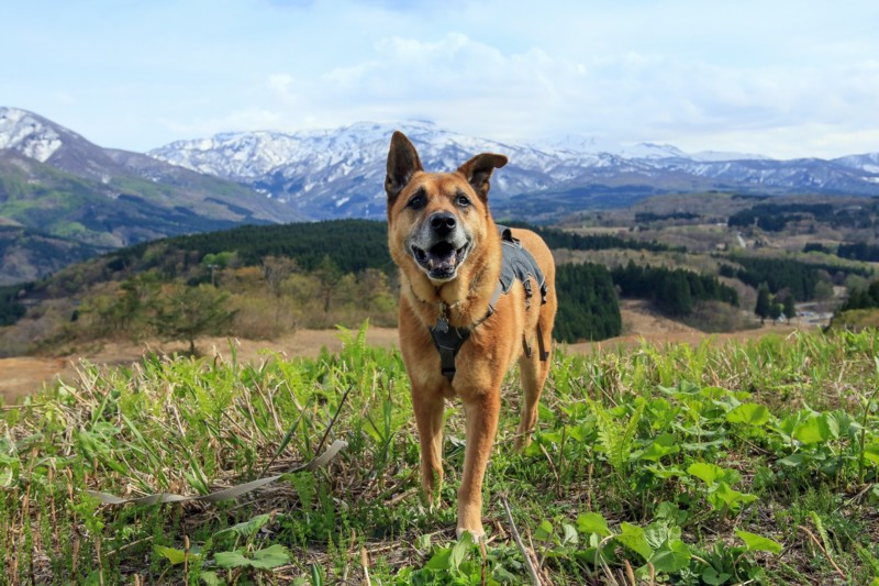 f:id:mamimami_LA:20170501143708j:plain