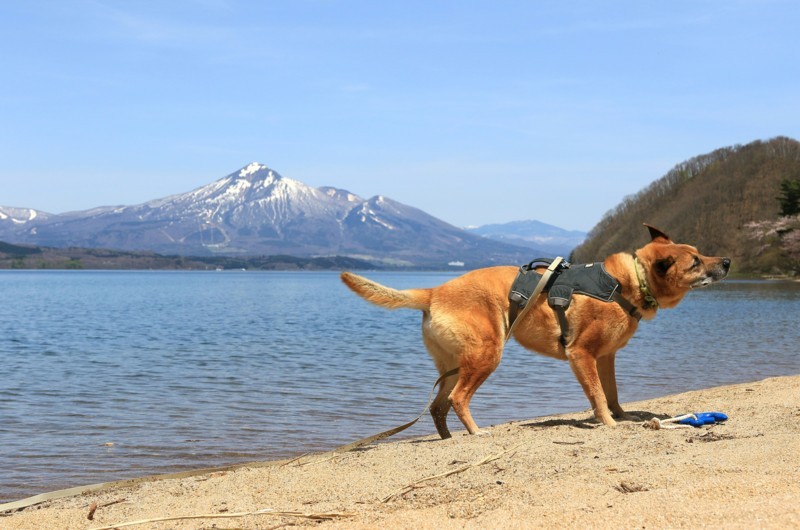 f:id:mamimami_LA:20170503112415j:plain