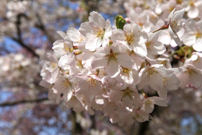 f:id:mamimami_LA:20170503150939j:plain