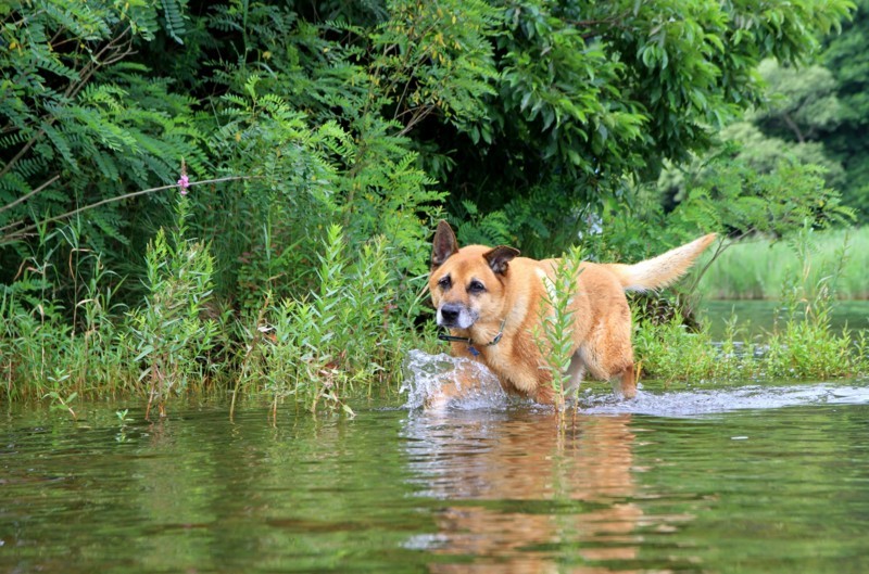 f:id:mamimami_LA:20170805103908j:plain