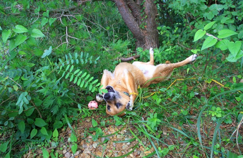 f:id:mamimami_LA:20170805105930j:plain