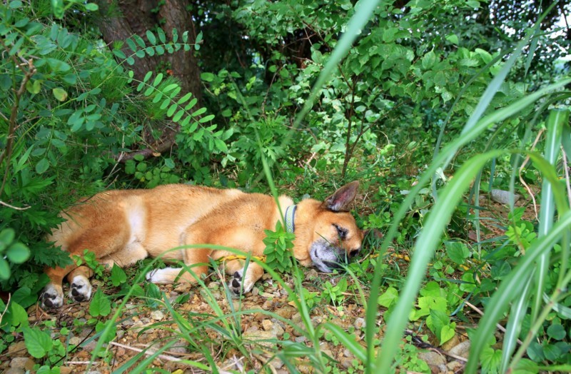 f:id:mamimami_LA:20170805113519j:plain