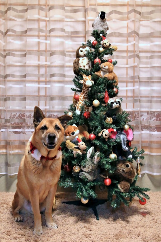 f:id:mamimami_LA:20171220220510j:plain f:id:mamimami_LA:20171220220510j:plain