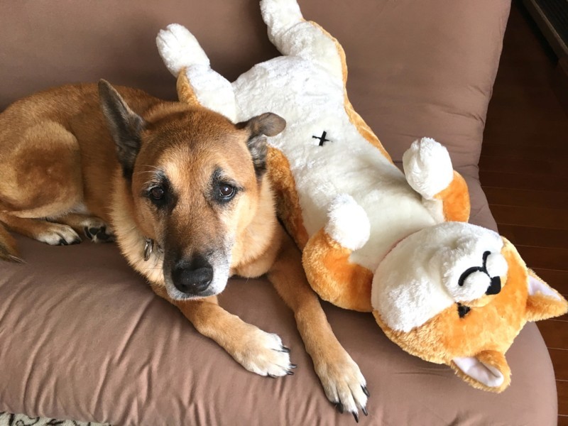 f:id:mamimami_LA:20180119085421j:plain