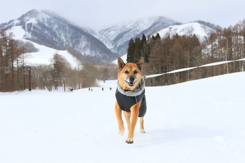 f:id:mamimami_LA:20180119122926j:plain