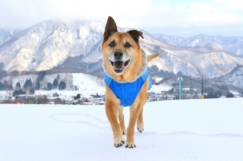 f:id:mamimami_LA:20180119143321j:plain