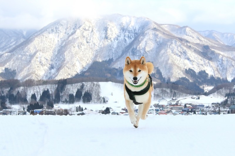 f:id:mamimami_LA:20180119144607j:plain