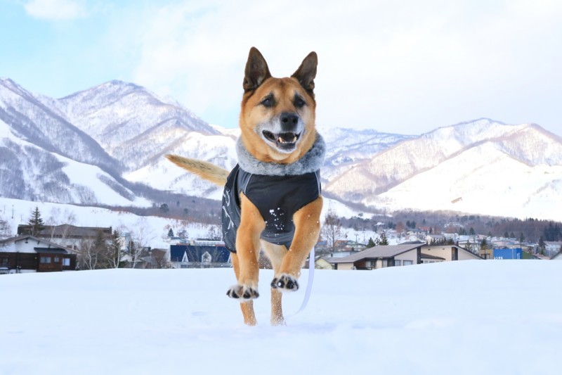 f:id:mamimami_LA:20180120120014j:plain