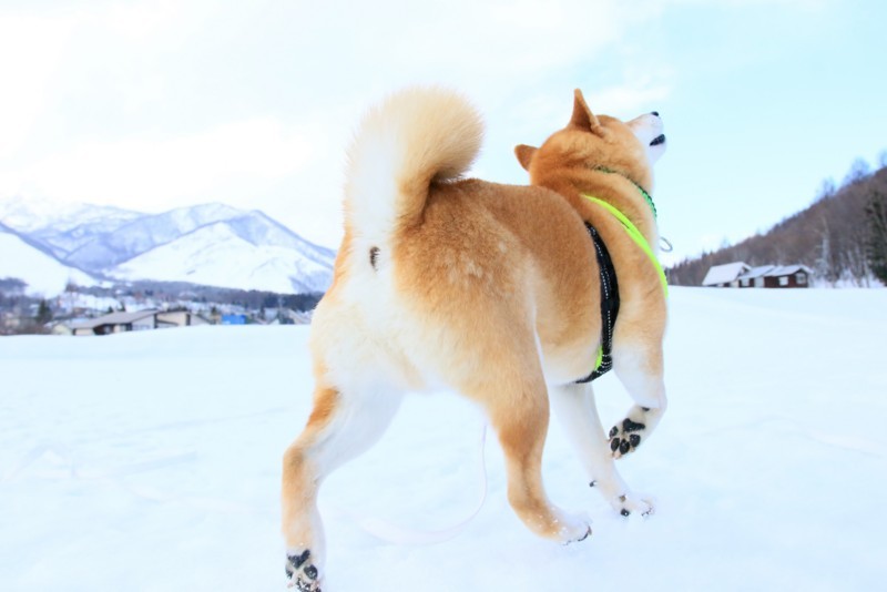 f:id:mamimami_LA:20180120131202j:plain