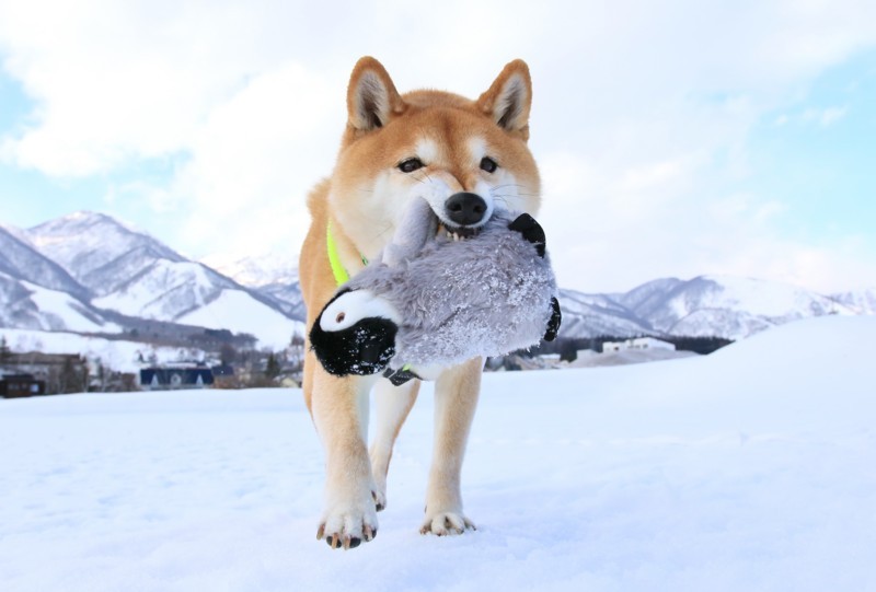 f:id:mamimami_LA:20180120131258j:plain