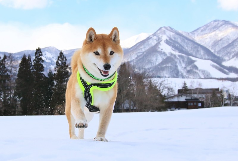 f:id:mamimami_LA:20180120131635j:plain