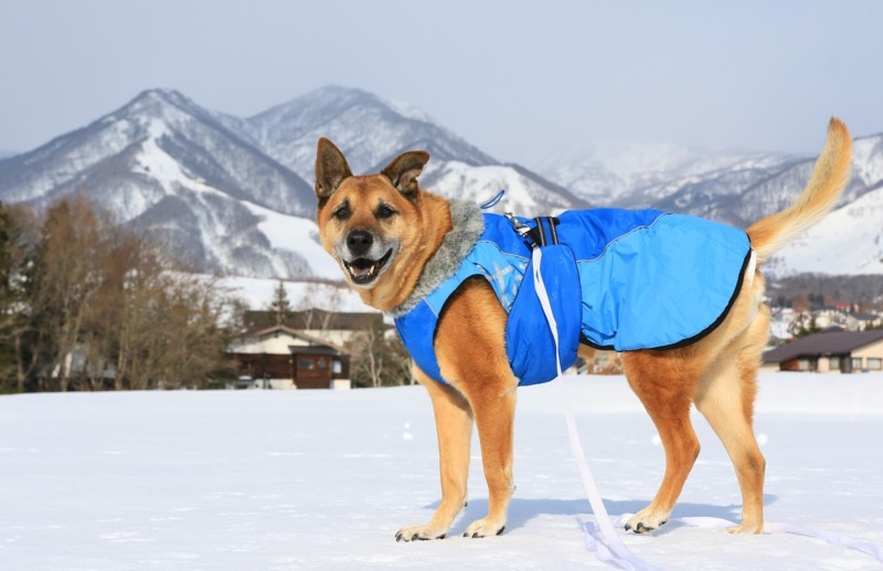 f:id:mamimami_LA:20180121094154j:plain