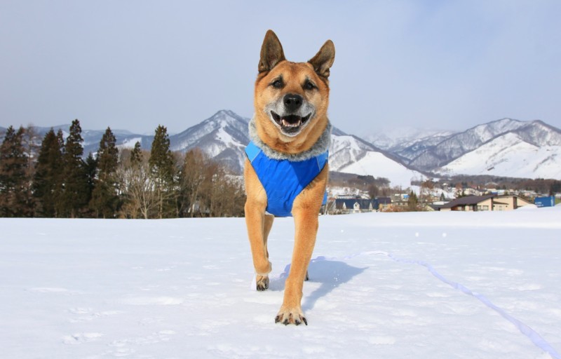 f:id:mamimami_LA:20180121094218j:plain