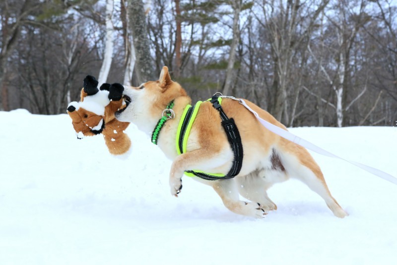 f:id:mamimami_LA:20180121121301j:plain