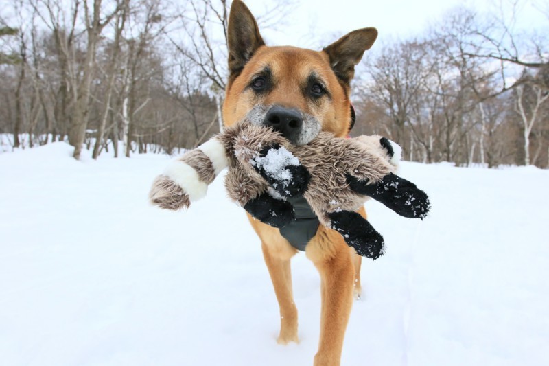 f:id:mamimami_LA:20180121122449j:plain