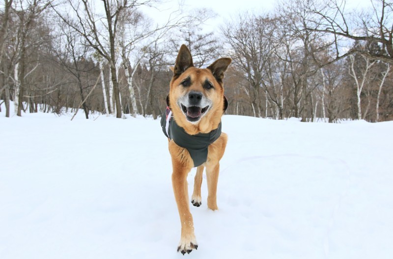 f:id:mamimami_LA:20180121122723j:plain