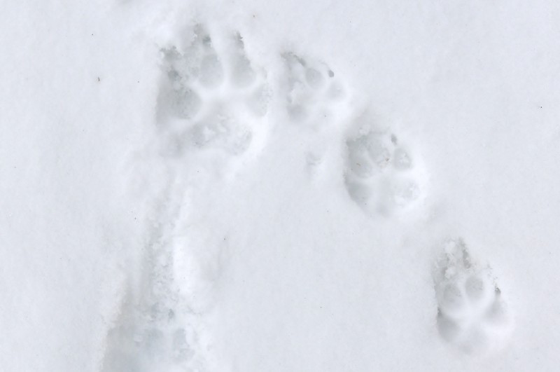 f:id:mamimami_LA:20180121124929j:plain