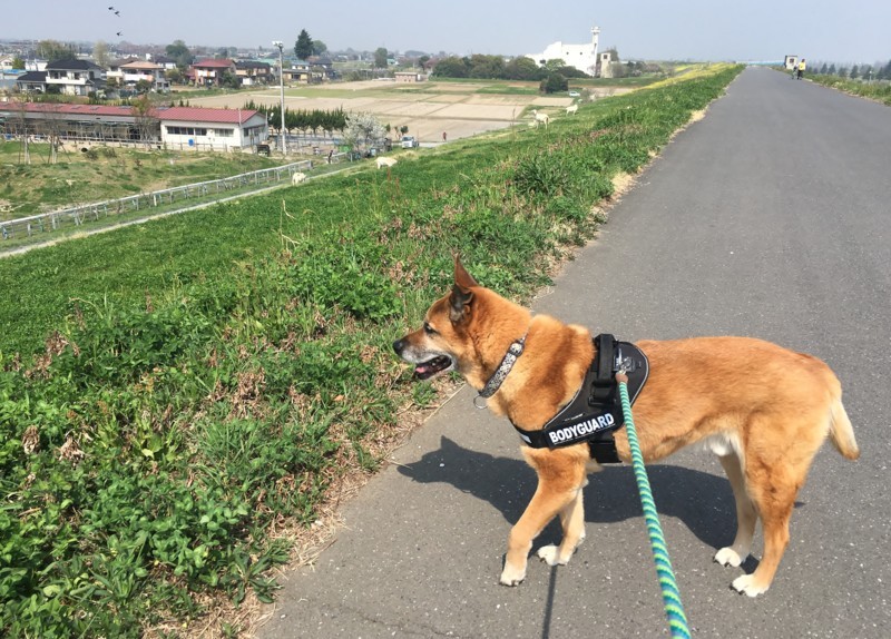 f:id:mamimami_LA:20180404100248j:plain f:id:mamimami_LA:20180404100248j:plain