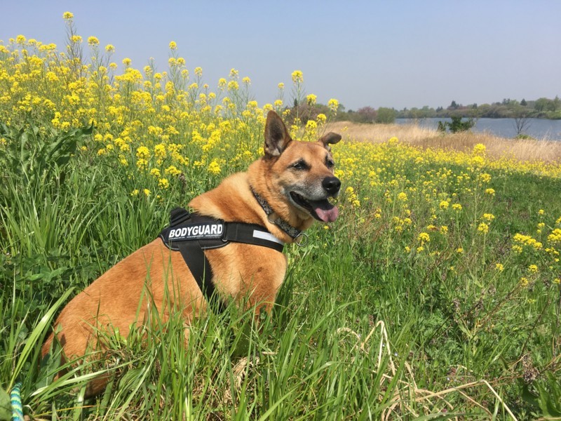 f:id:mamimami_LA:20180404101322j:plain f:id:mamimami_LA:20180404101322j:plain