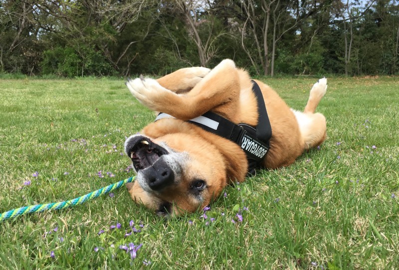 f:id:mamimami_LA:20180405101727j:plain f:id:mamimami_LA:20180405101727j:plain