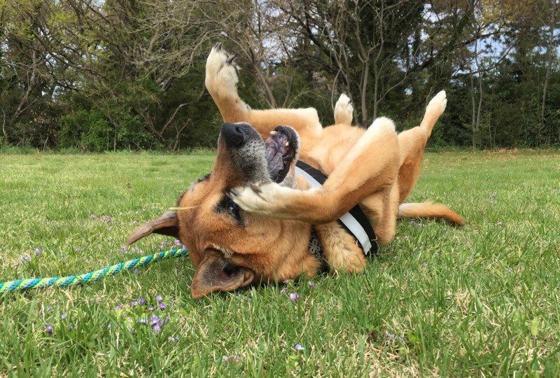 f:id:mamimami_LA:20180405101734j:plain f:id:mamimami_LA:20180405101734j:plain