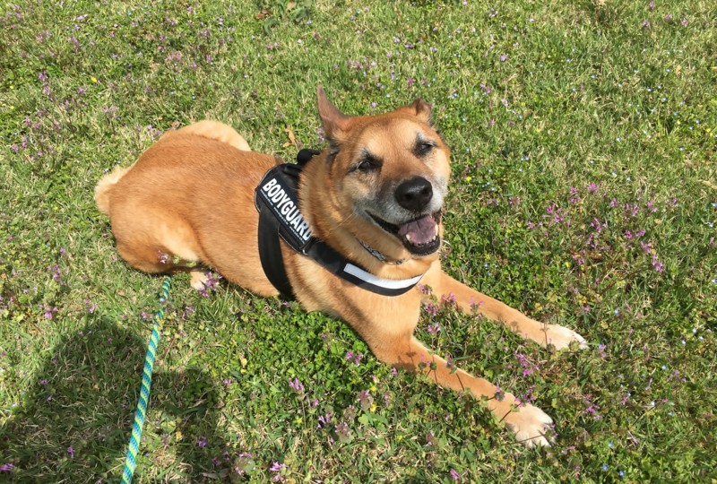 f:id:mamimami_LA:20180405102027j:plain