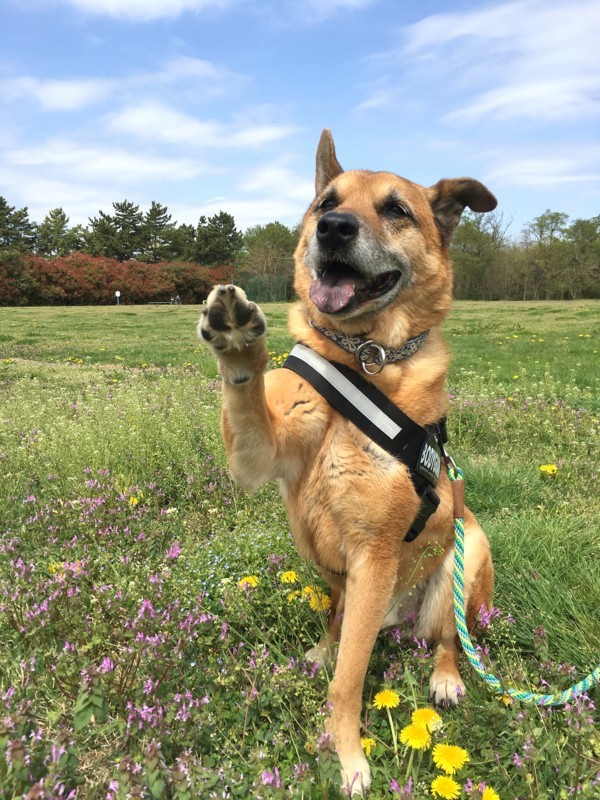 f:id:mamimami_LA:20180405103306j:plain f:id:mamimami_LA:20180405103306j:plain