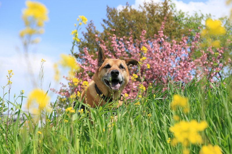 f:id:mamimami_LA:20180408103009j:plain f:id:mamimami_LA:20180408103009j:plain