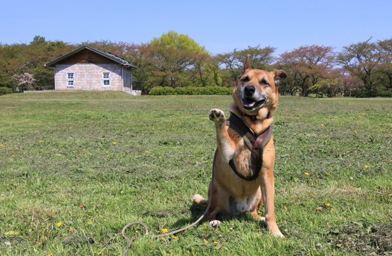 f:id:mamimami_LA:20180410095656j:plain f:id:mamimami_LA:20180410095656j:plain