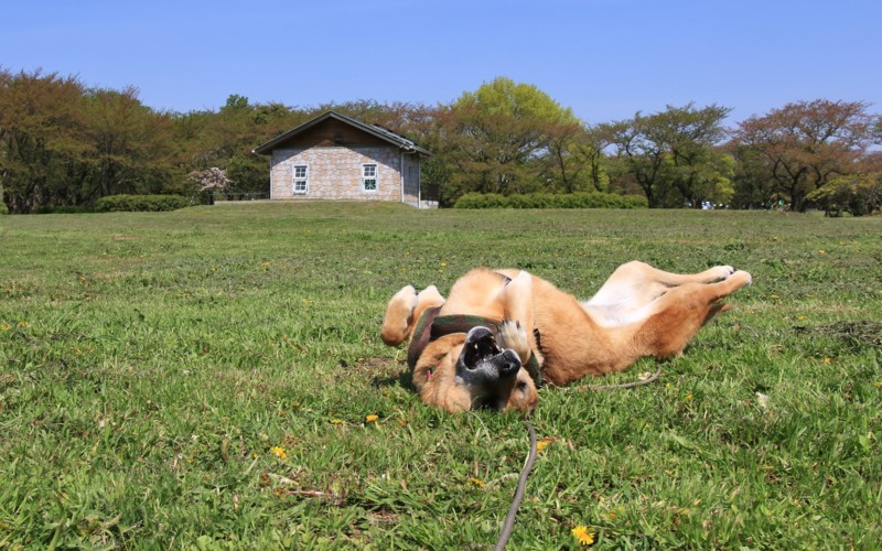 f:id:mamimami_LA:20180410095717j:plain f:id:mamimami_LA:20180410095717j:plain