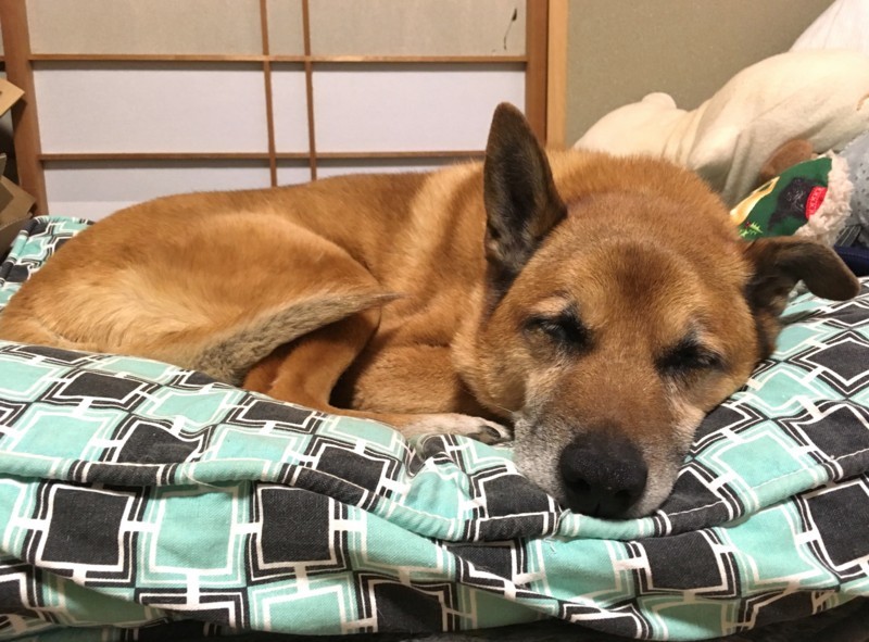 f:id:mamimami_LA:20180412151902j:plain f:id:mamimami_LA:20180412151902j:plain