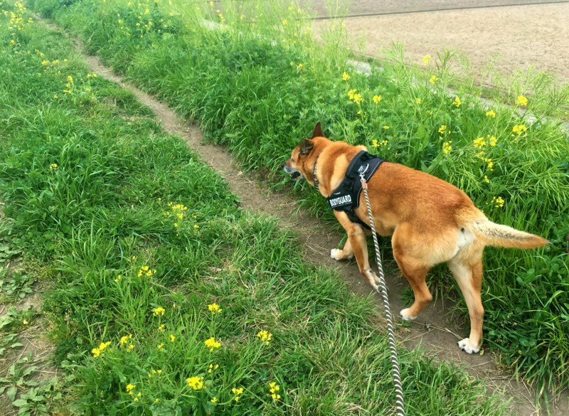 f:id:mamimami_LA:20180414095215j:plain f:id:mamimami_LA:20180414095215j:plain