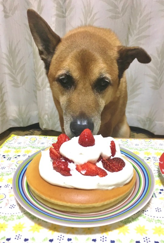 f:id:mamimami_LA:20180414182732j:plain f:id:mamimami_LA:20180414182732j:plain