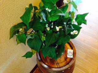 f:id:mamisinpuruseikatu:20150524165645j:plain f:id:mamisinpuruseikatu:20150524165645j:plain