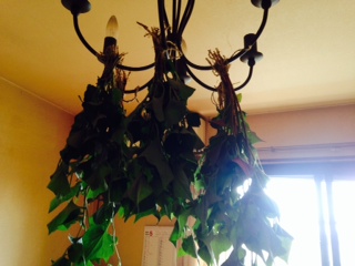 f:id:mamisinpuruseikatu:20150524170120j:plain f:id:mamisinpuruseikatu:20150524170120j:plain