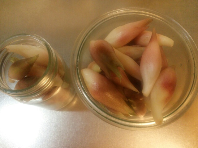 煮沸消毒した空き瓶に詰めた茗荷