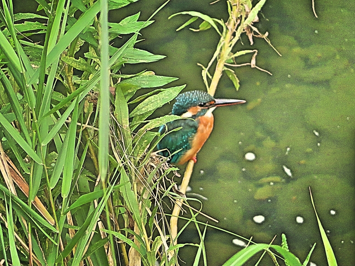 自然と科学 カラー版 カワセミのすむ川 自然と科学 カラー版 カワセミの