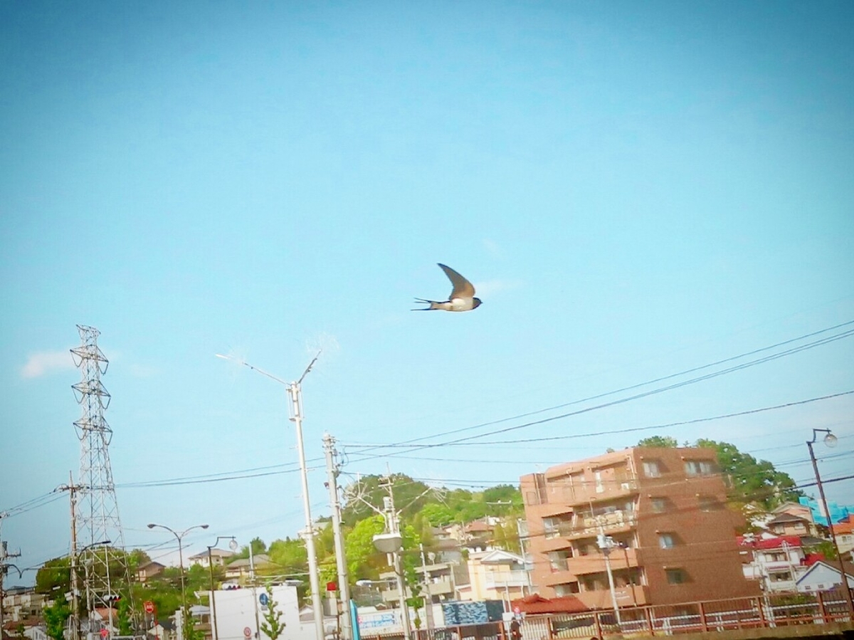 f:id:mamiyankun:20200505202828j:plain