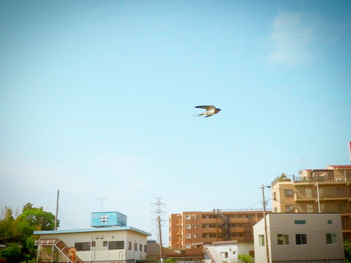 f:id:mamiyankun:20200505202847j:plain