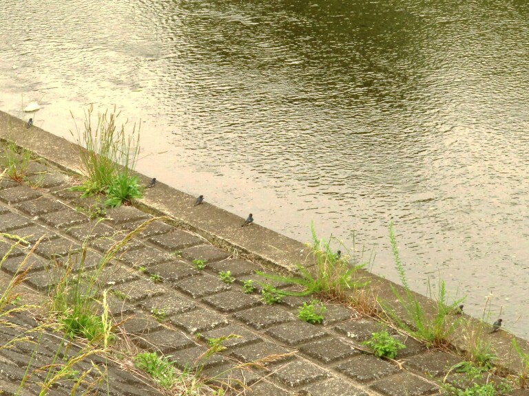 f:id:mamiyankun:20200526200642j:plain
