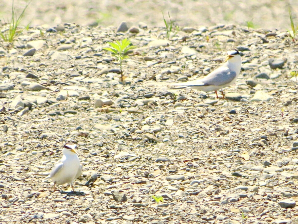 f:id:mamiyankun:20200529163325j:plain f:id:mamiyankun:20200529163325j:plain