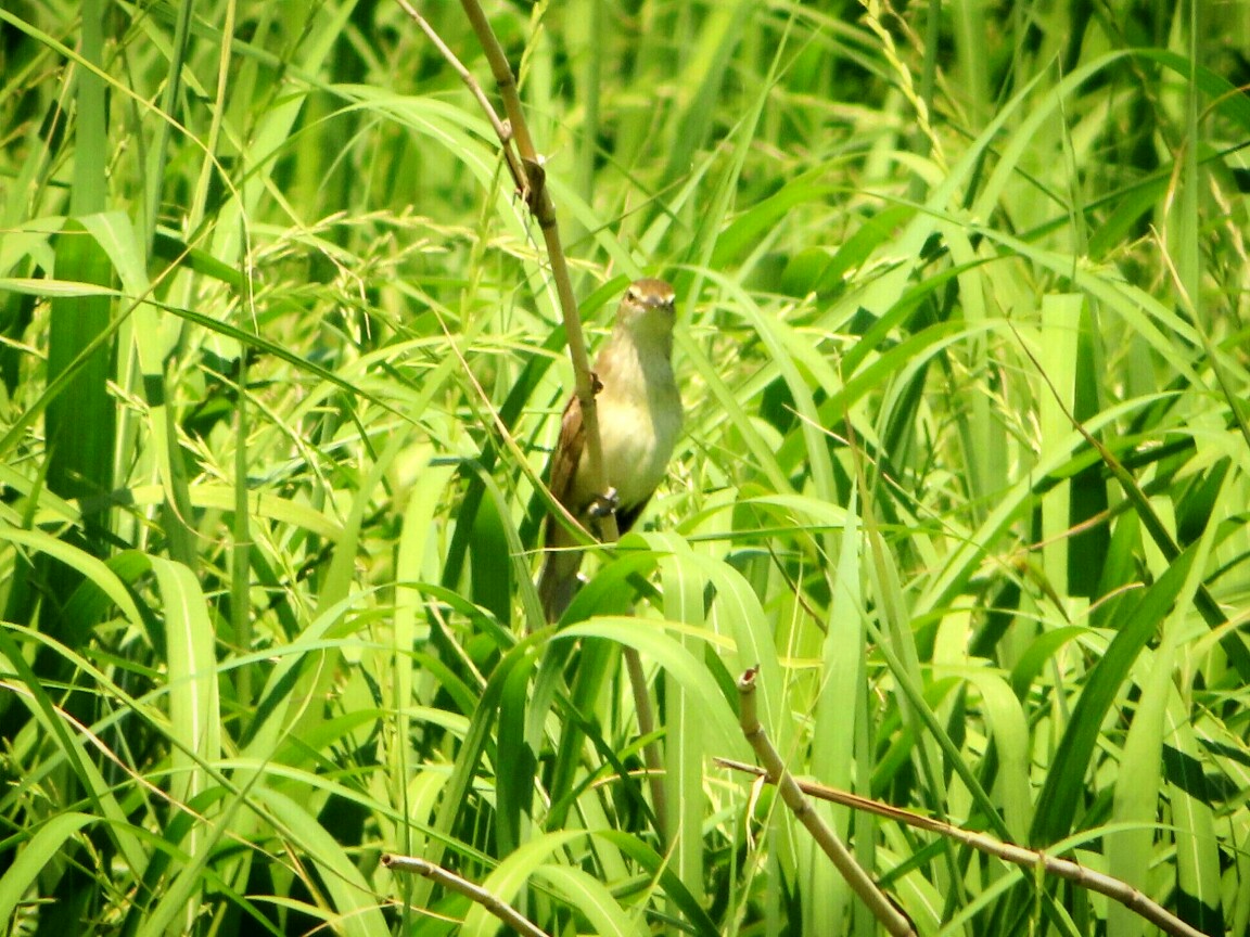 f:id:mamiyankun:20200529164745j:plain f:id:mamiyankun:20200529164745j:plain