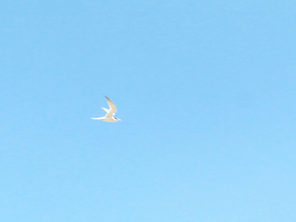 f:id:mamiyankun:20200529170410j:plain f:id:mamiyankun:20200529170410j:plain