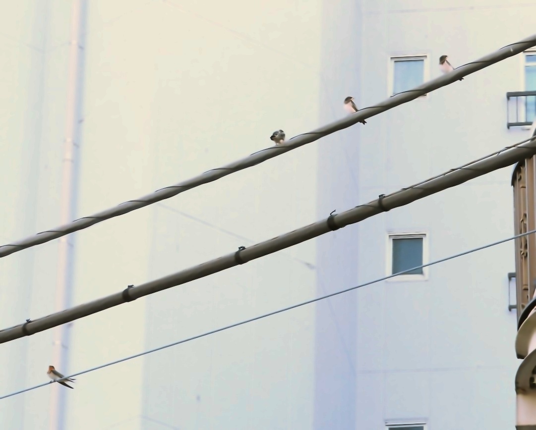 f:id:mamiyankun:20200807141914j:plain