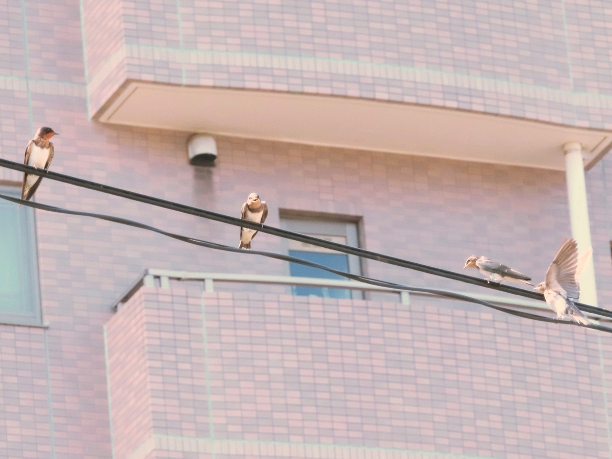 f:id:mamiyankun:20200807142111j:plain