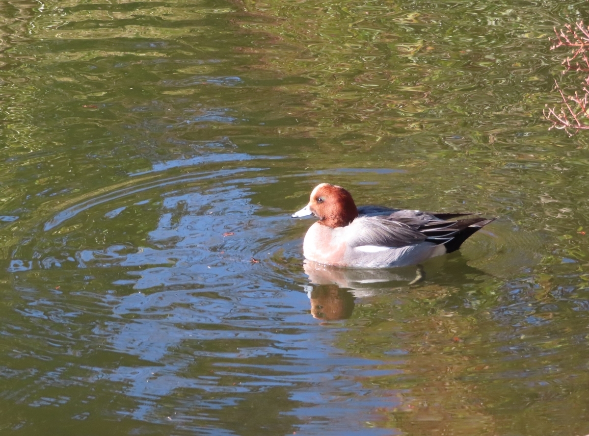 f:id:mamiyankun:20210111095828j:plain